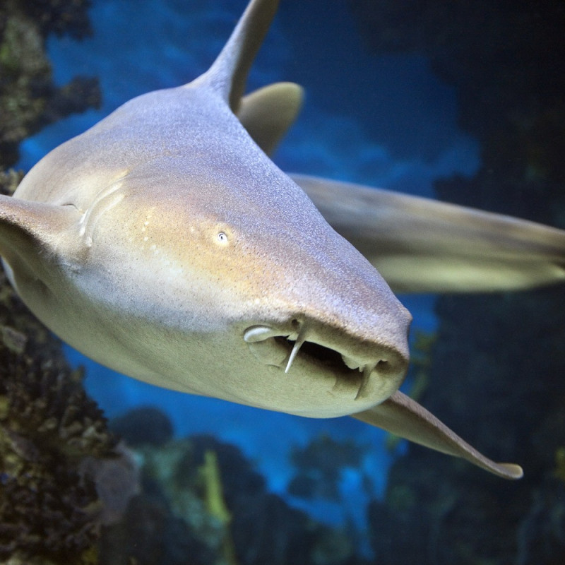 AQUARIUM DE BARCELONE