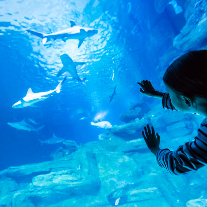 AQUARIUM DE PARIS - CINEAQUA