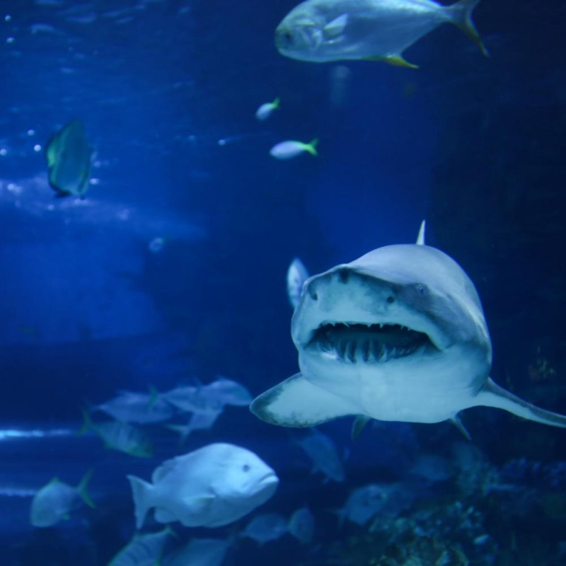 AQUARIUM SEALIFE