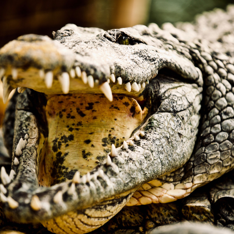 FERME AUX CROCODILES