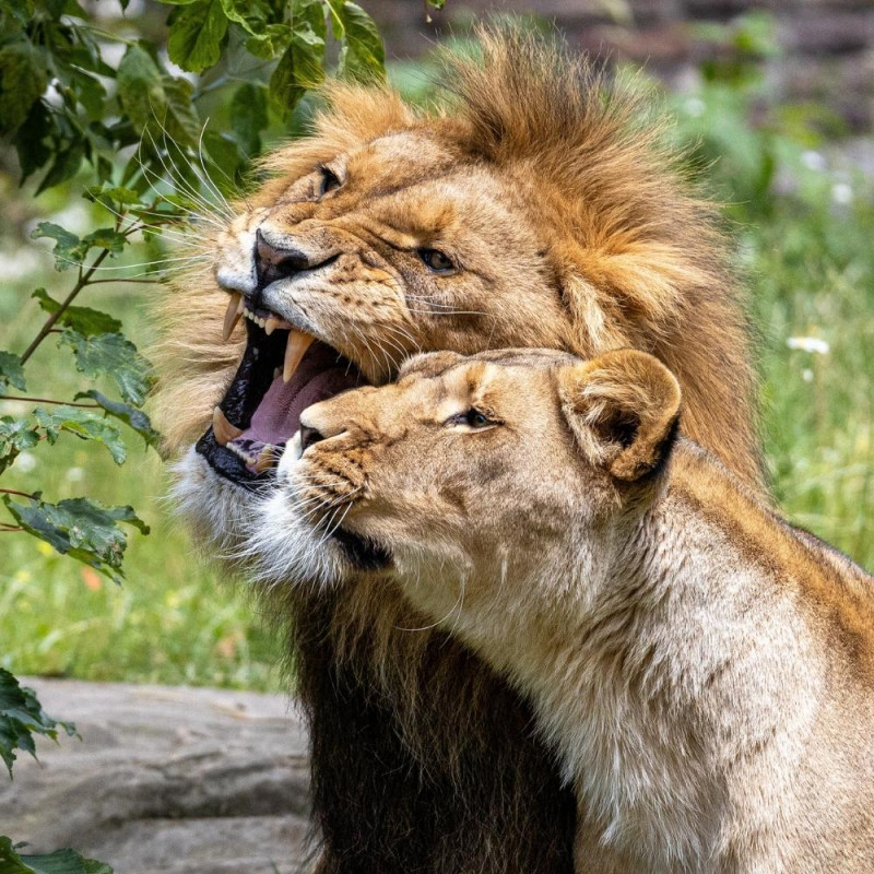 PARC ANIMALIER DE CASTEIL