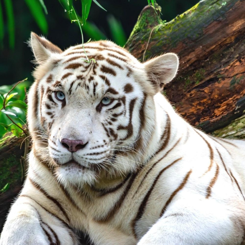 ZOO D'AMNEVILLE