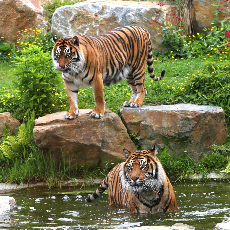 ZOO DE CHAMPREPUS