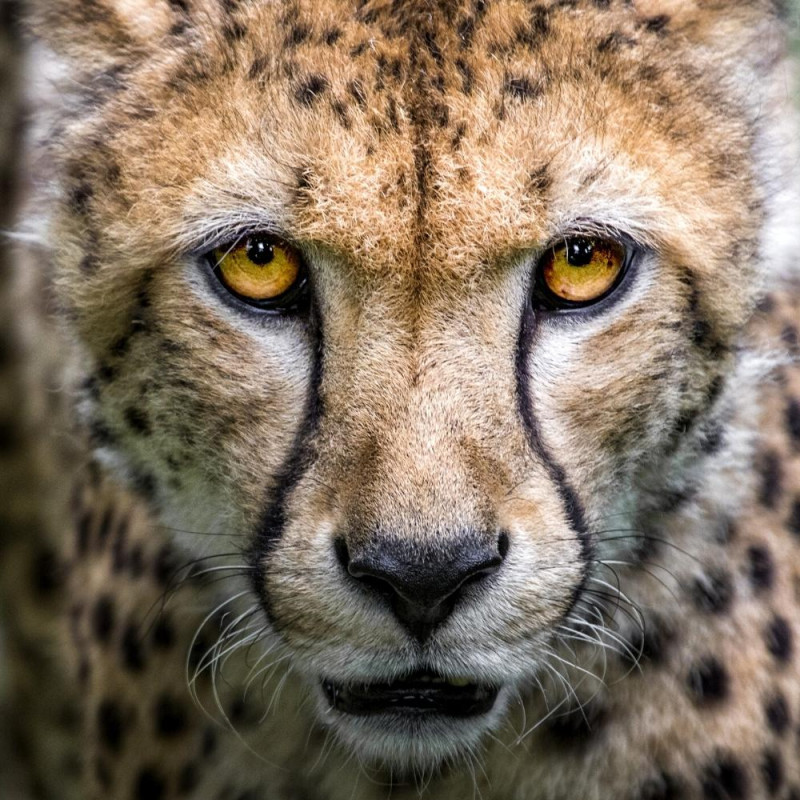 ZOO DE JURQUES