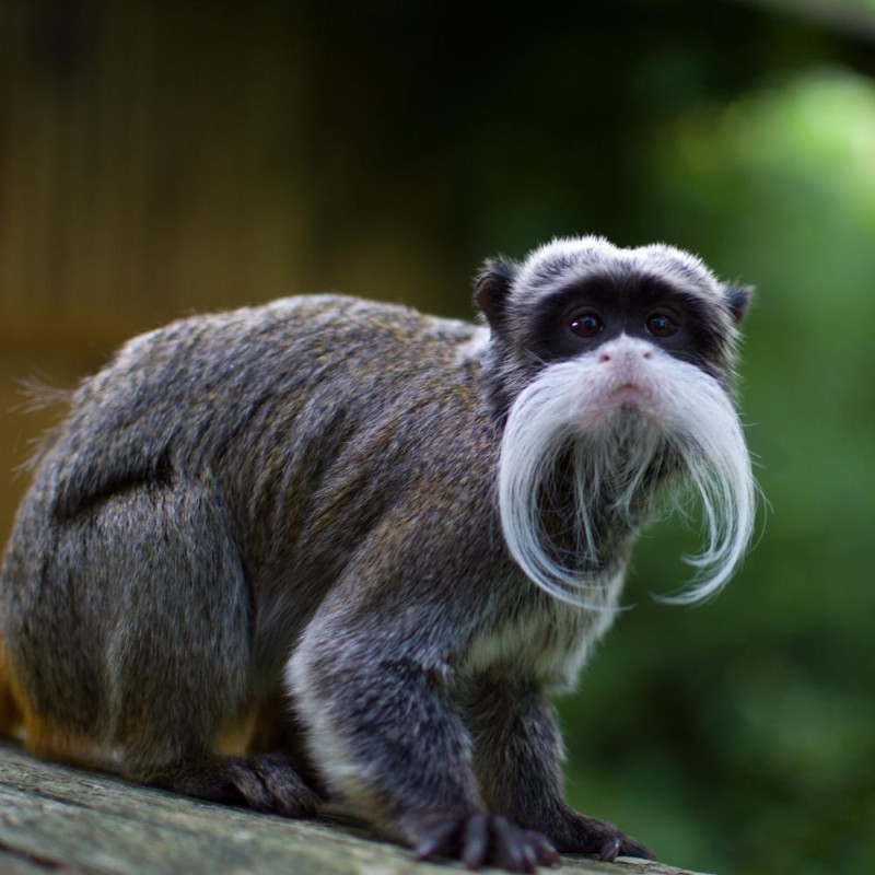 ZOO DE LA BOURBANSAIS