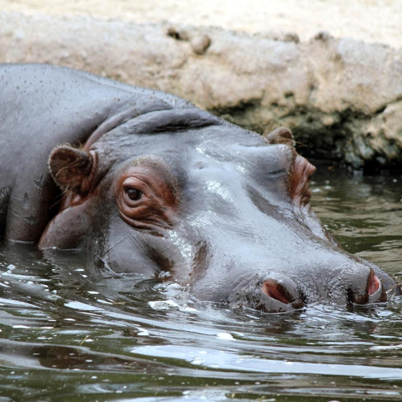ZOO DE LA FLECHE