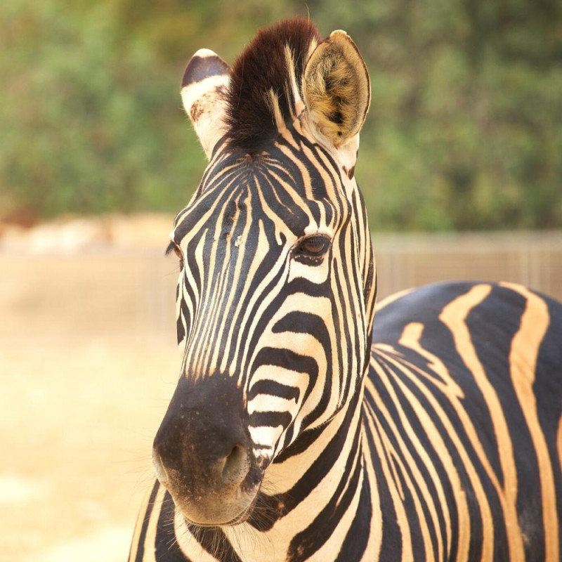 ZOO DE LA PALMYRE
