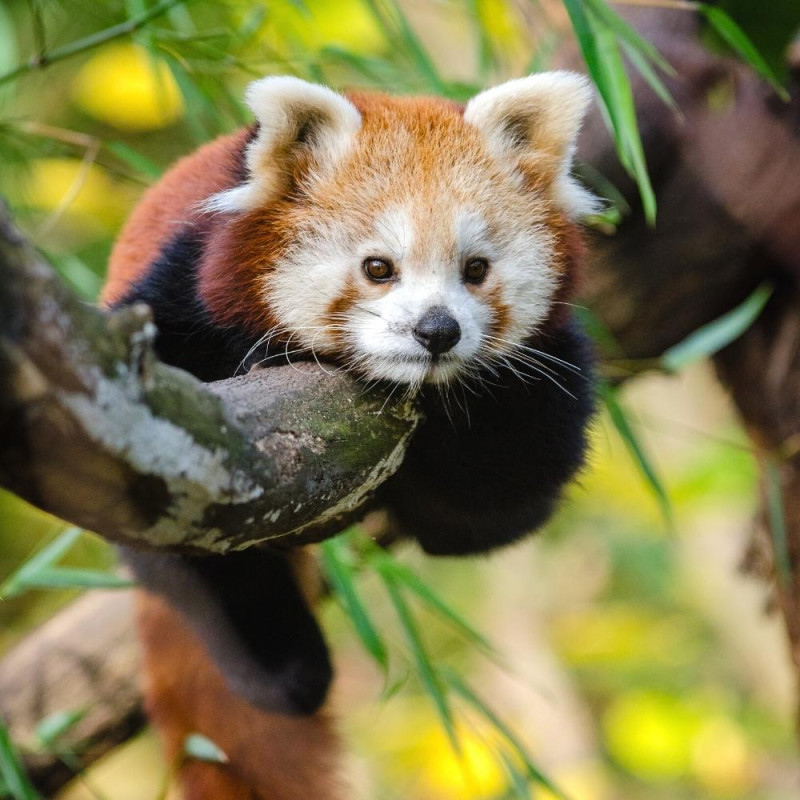 ZOO DU BASSIN D'ARCACHON
