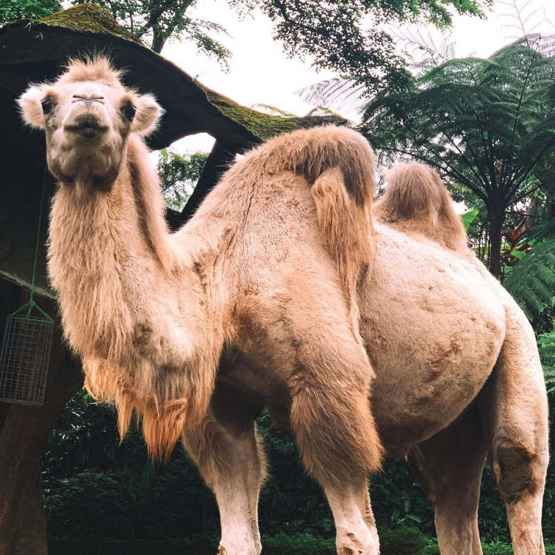 ZOO DU BOIS D'ATTILLY