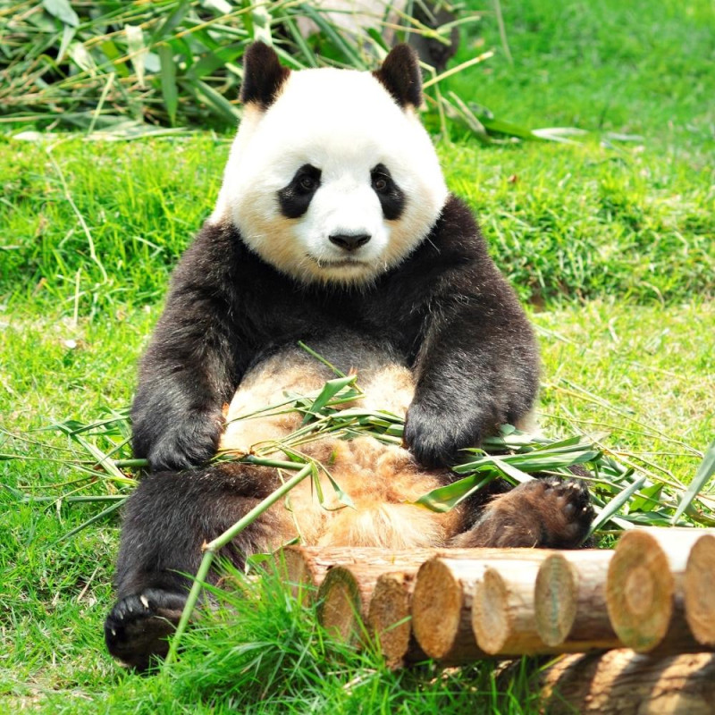 ZOOPARC DE BEAUVAL