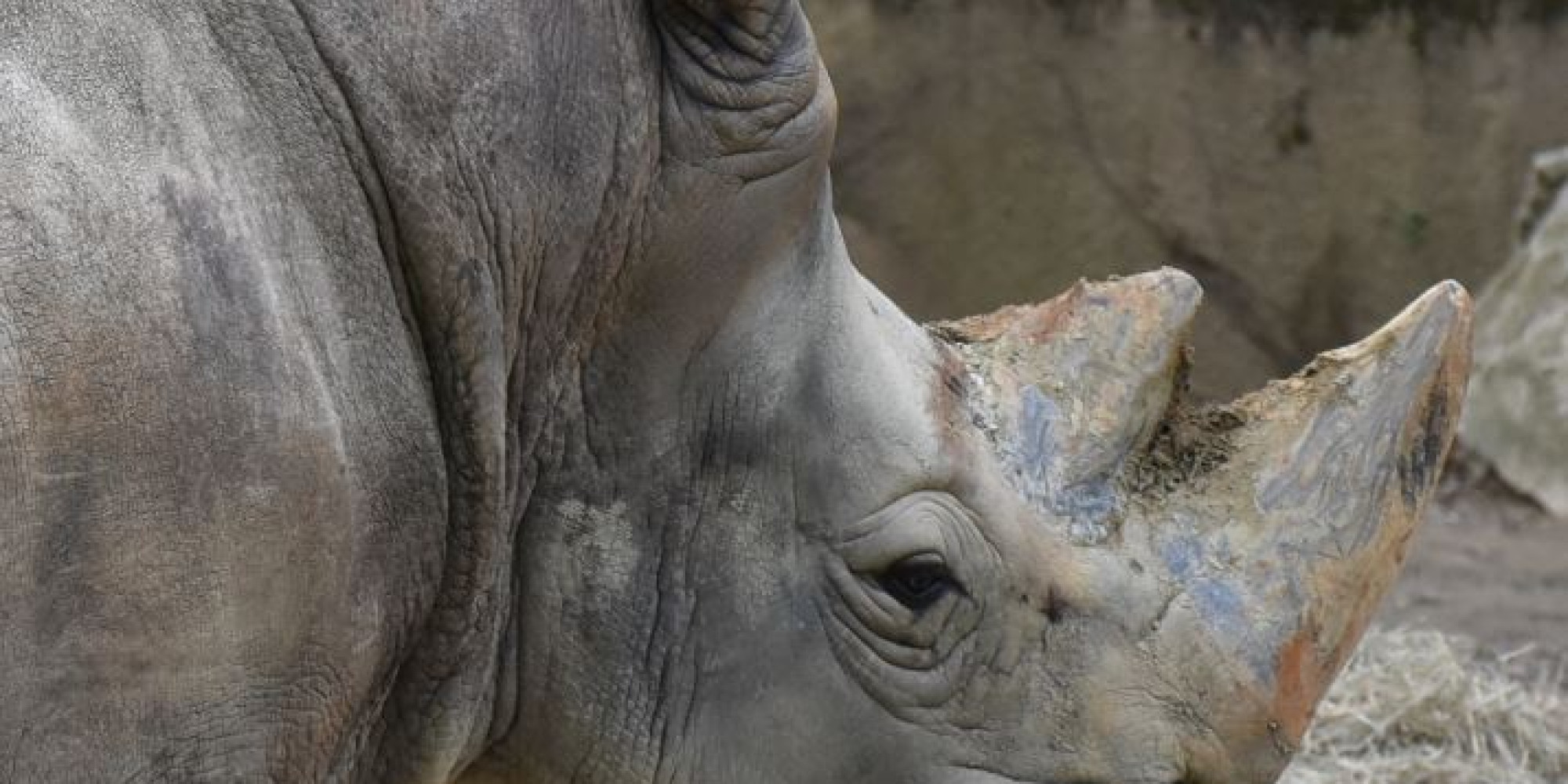 African Safari Zoo  enseignant