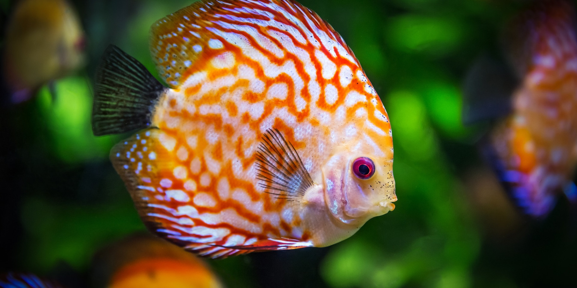 Grand aquarium de St Malo  enseignant