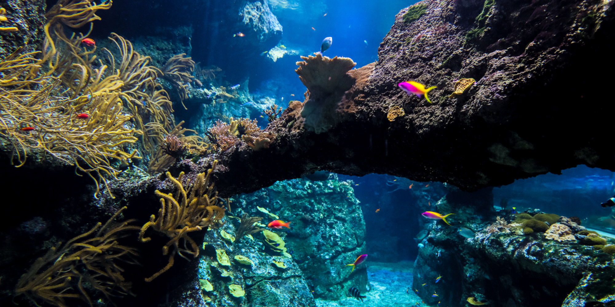 Aquarium De Biarritz  enseignant