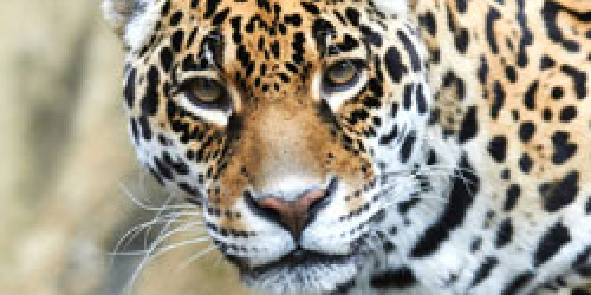 Zoo De La Palmyre  enseignant