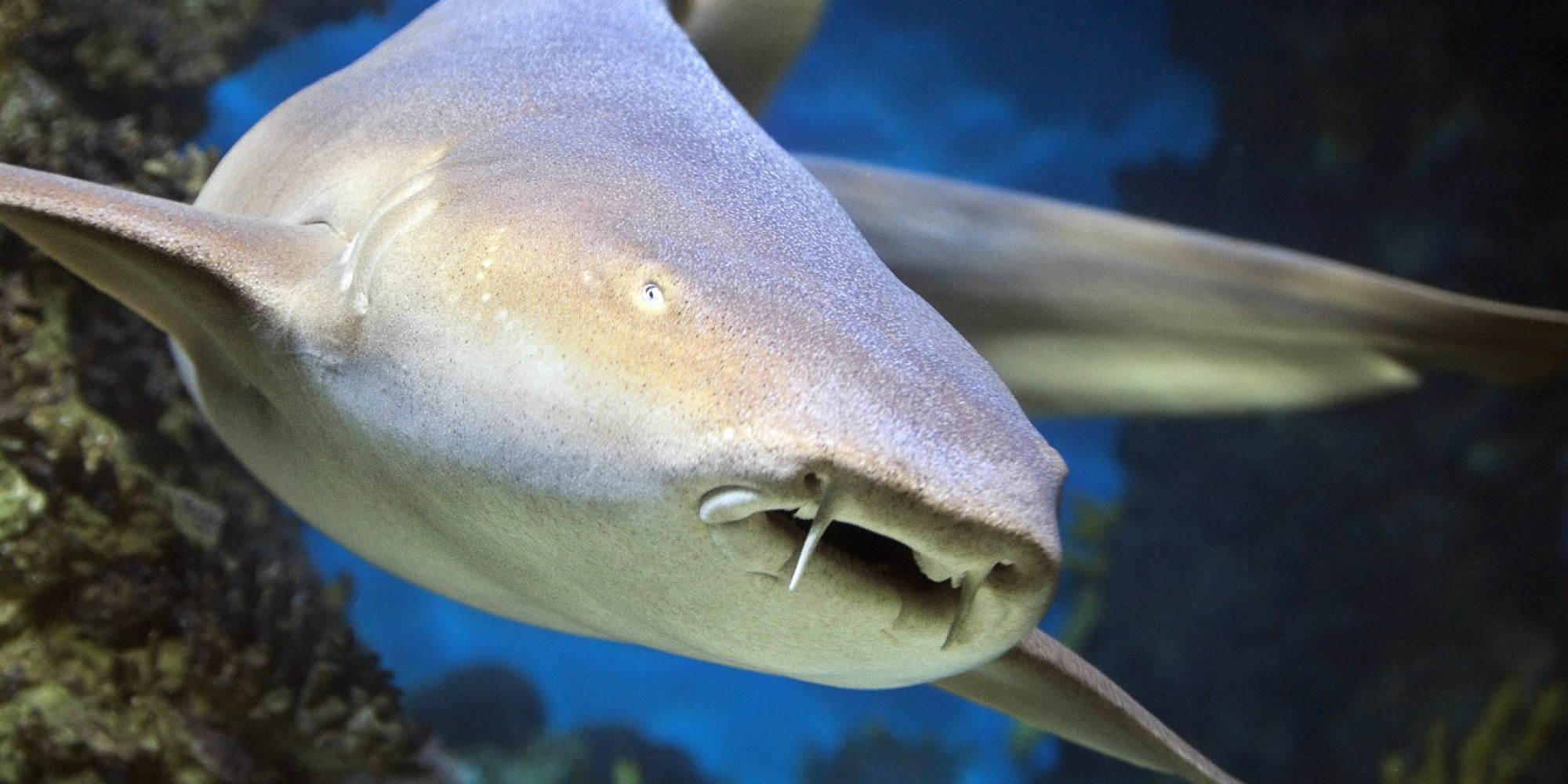 Aquarium de Barcelone  enseignant