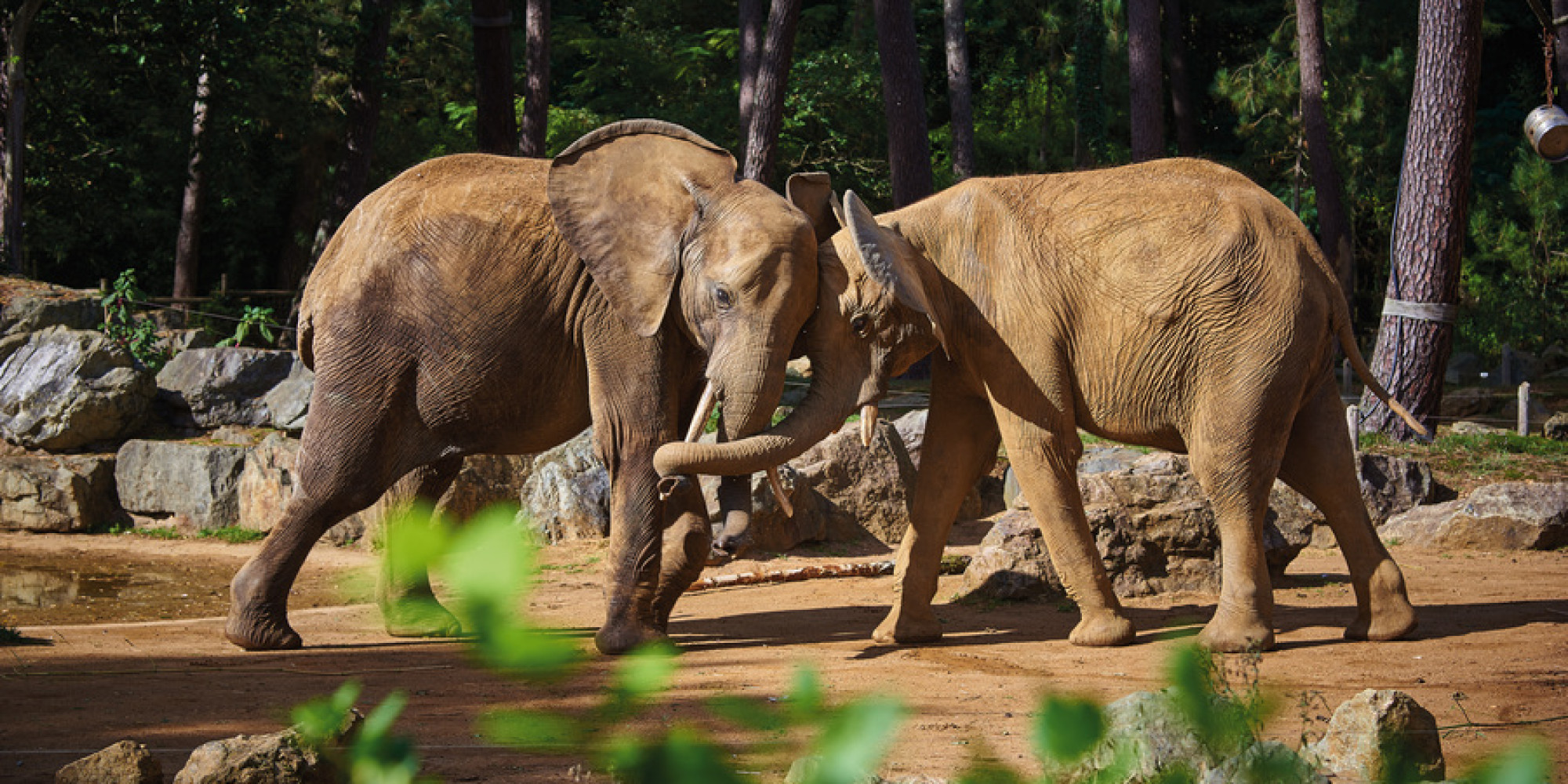 Zoo de la Flèche  enseignant