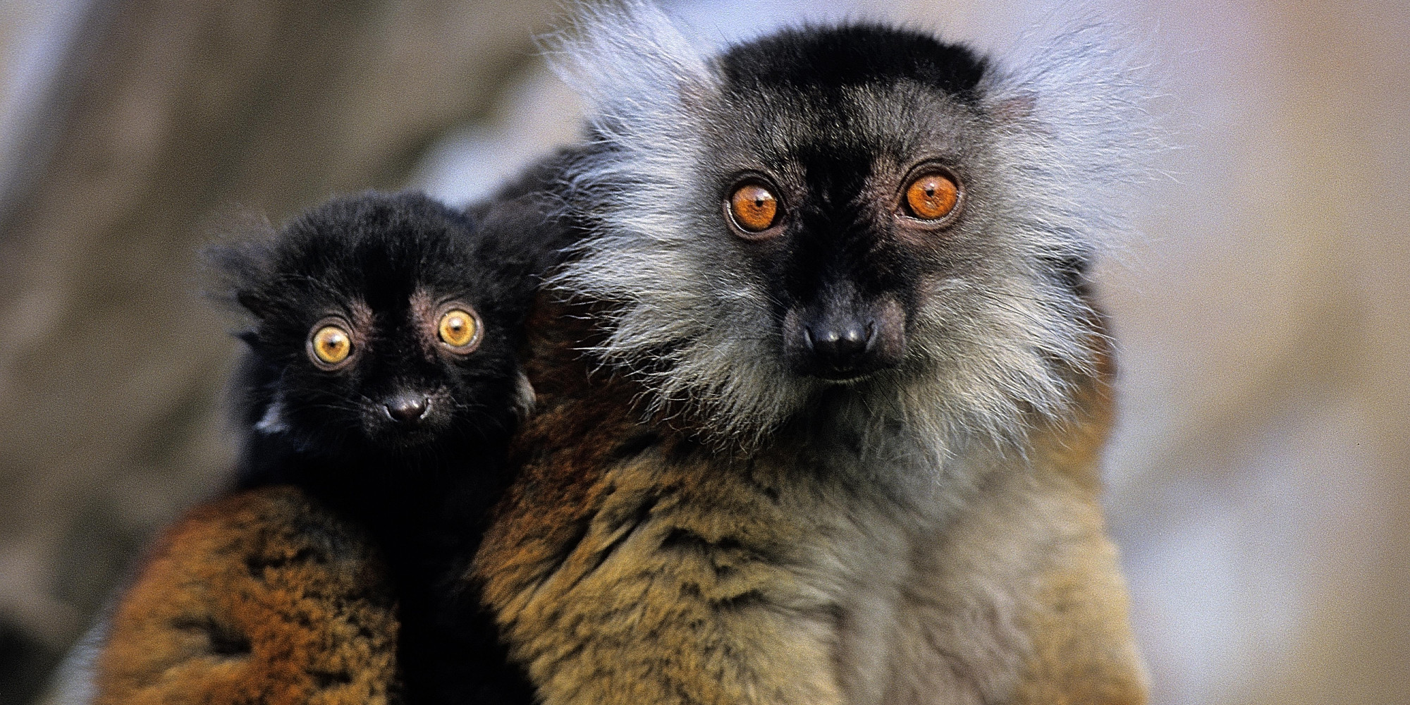 La Vallée des Singes  enseignant