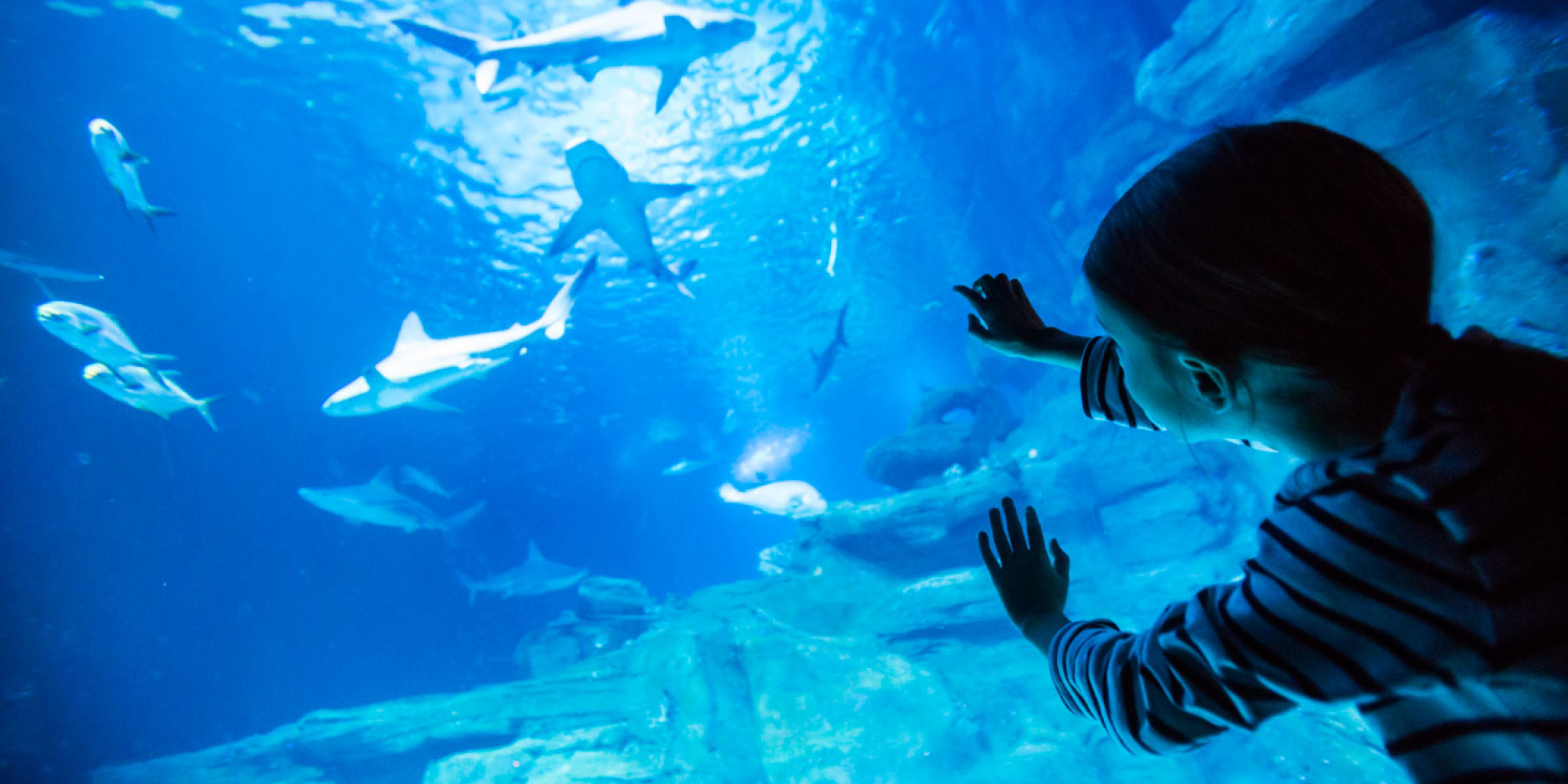 Aquarium de Paris - Cinéaqua  enseignant