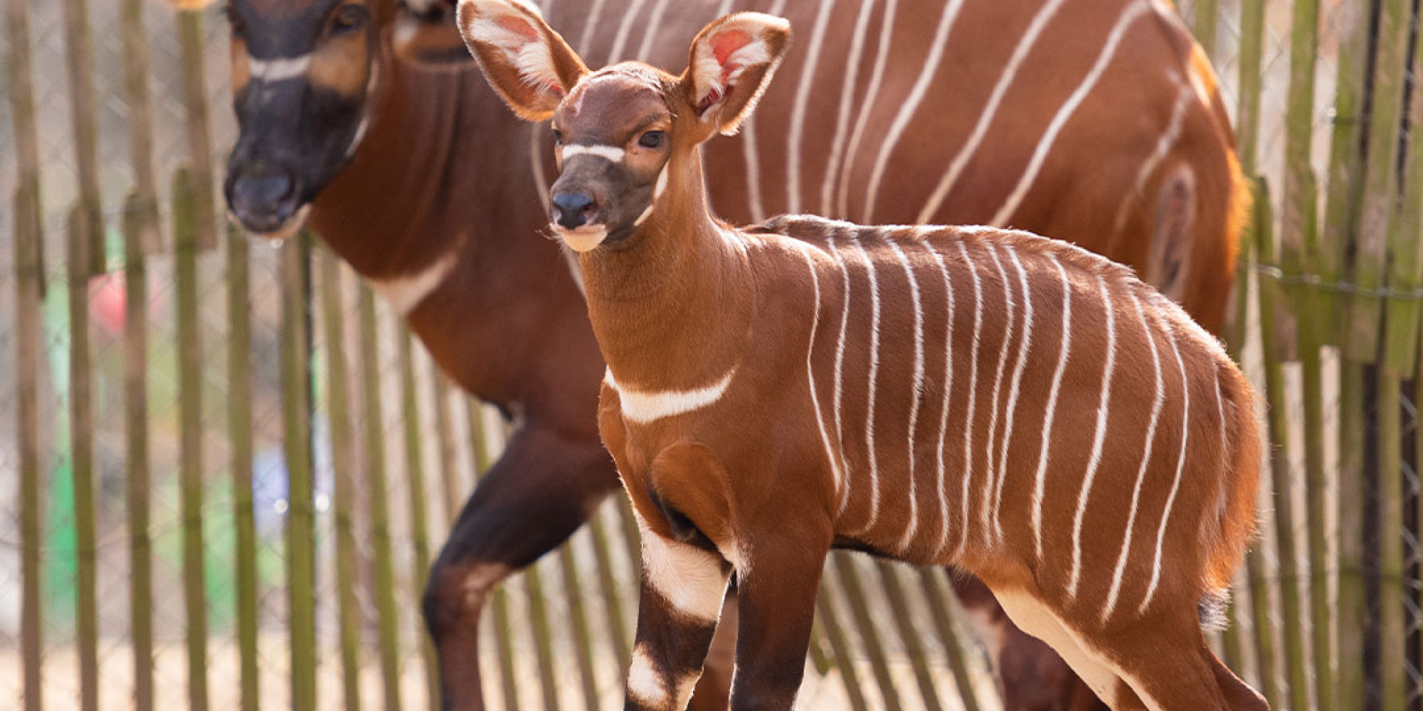 Safari de Peaugres  enseignant