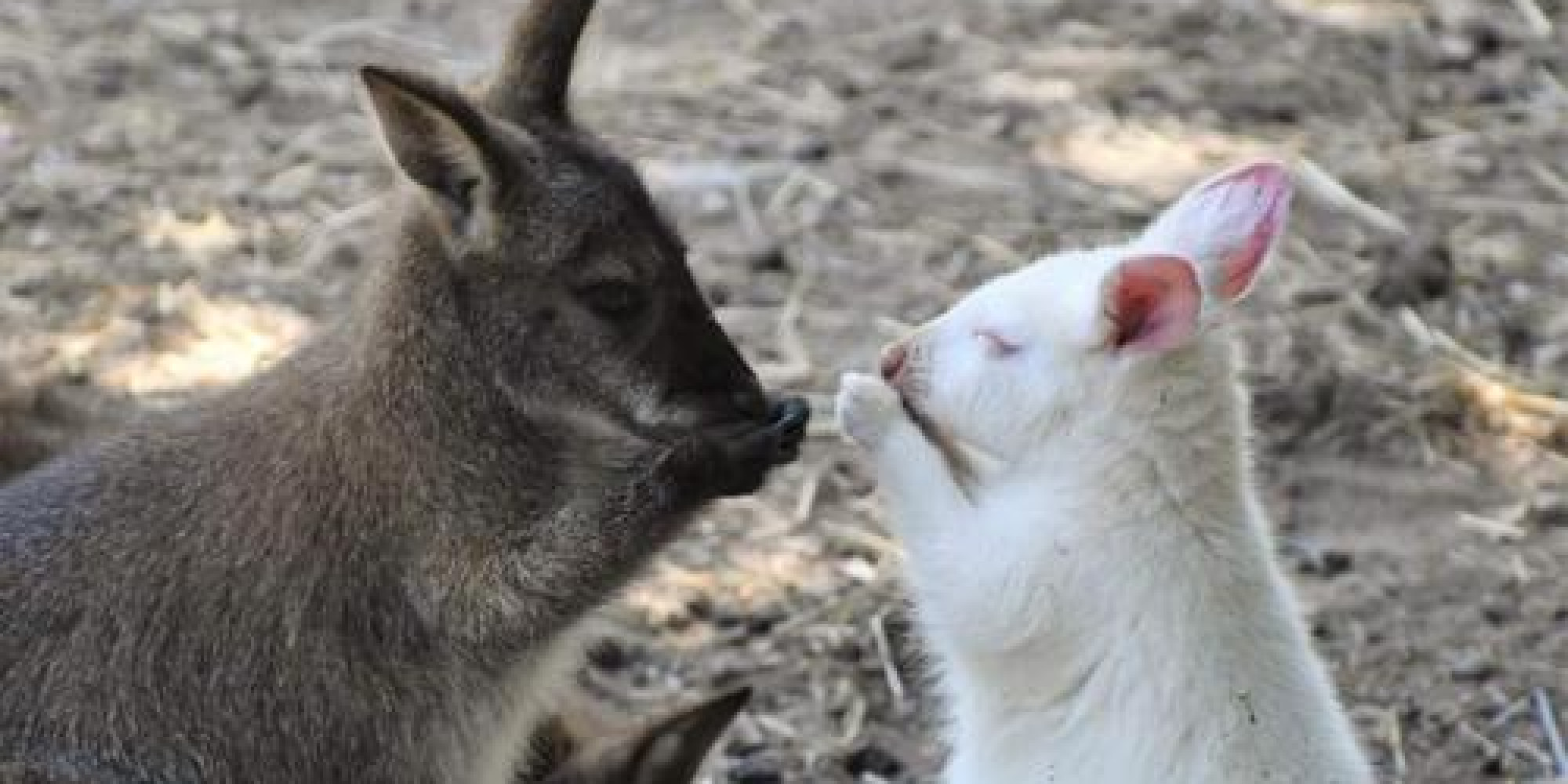 Parc animalier de Casteil  enseignant