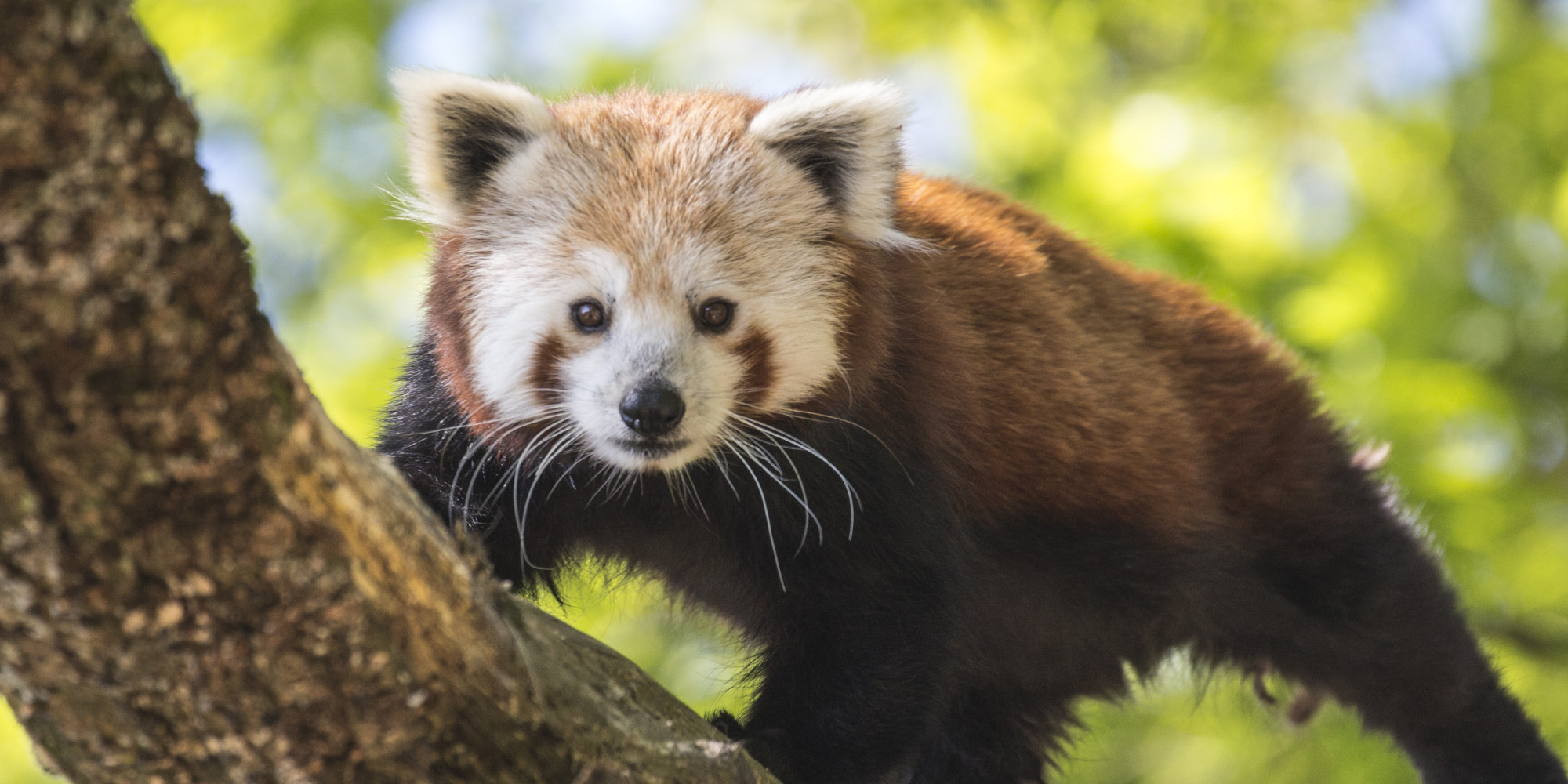 Parc Animalier D'auvergne  enseignant