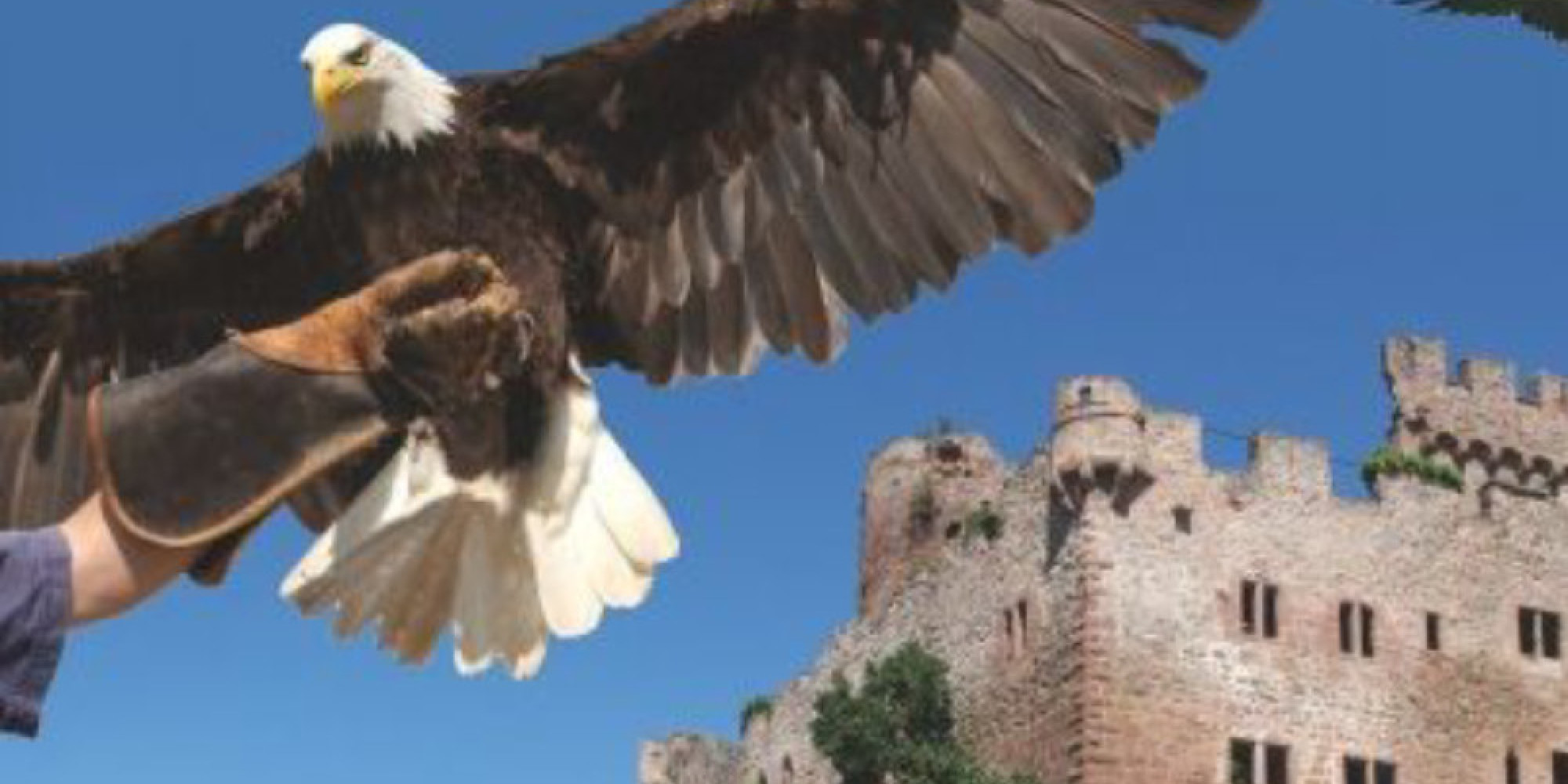 La Volerie des Aigles  enseignant