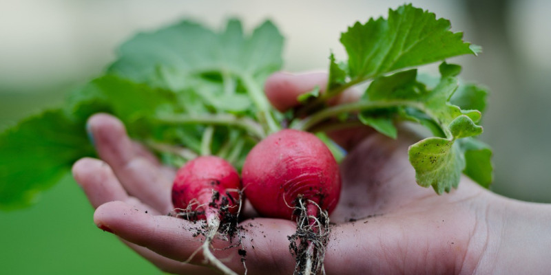 Votre boutique pour un jardin 100% naturel pour enseignants